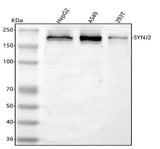 Anti-SYNJ2 Antibody Picoband® Boster Bio