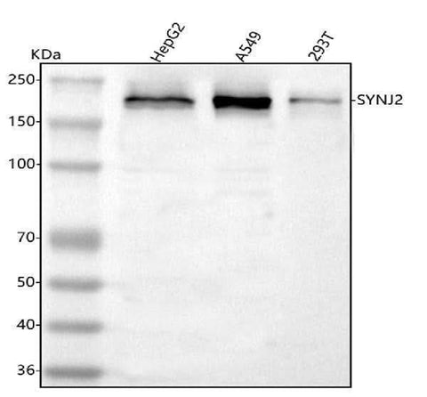 Anti-SYNJ2 Antibody Picoband® Boster Bio