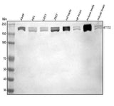 Anti-IFT172 Antibody Picoband® Boster Bio