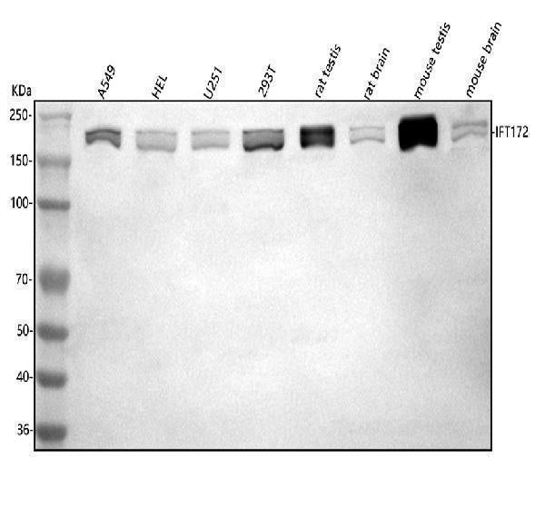 Anti-IFT172 Antibody Picoband® Boster Bio