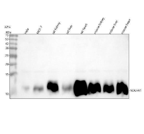Anti-NDUFA1 Antibody Picoband® Boster Bio