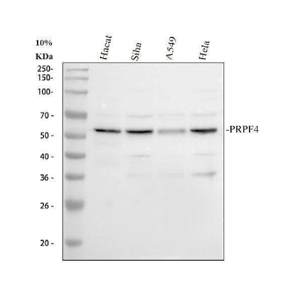 Anti-PRPF4 Antibody Picoband® Boster Bio