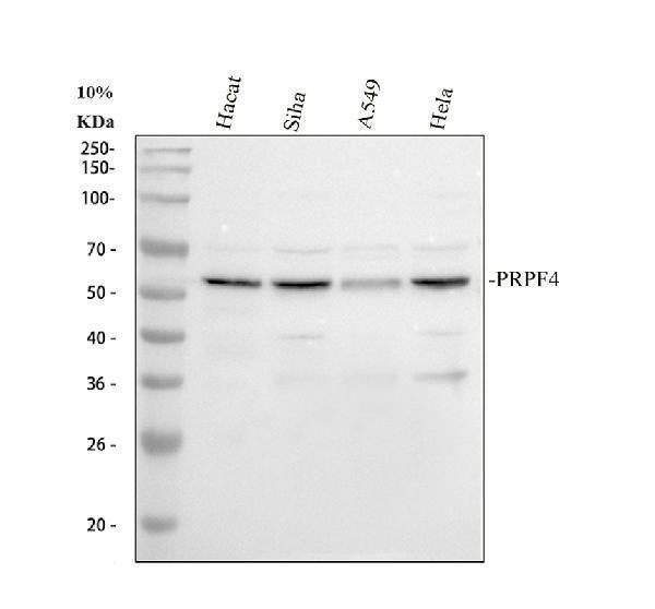Anti-PRPF4 Antibody Picoband® Boster Bio