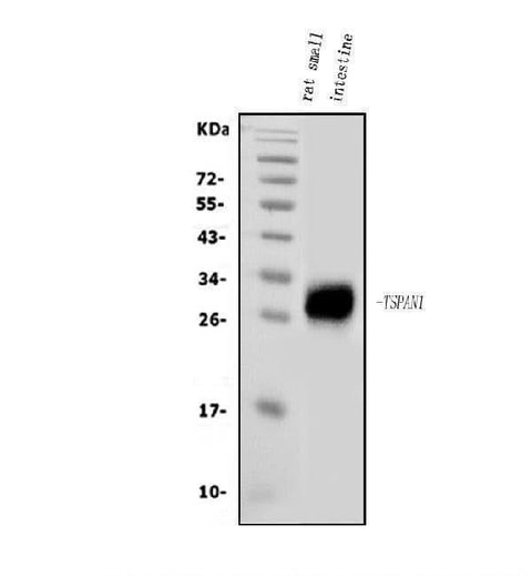 Anti-Tspan1 Antibody Picoband® Boster Bio