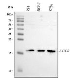 Anti-LYPD6 Antibody Picoband® Boster Bio