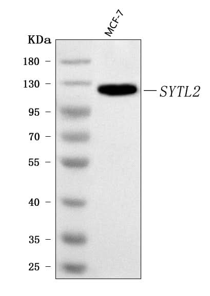 Anti-SLP2/SYTL2 Antibody Picoband® Boster Bio