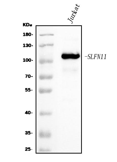 Anti-SLFN11 Antibody Picoband® Boster Bio