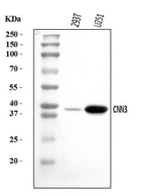 Anti-Calponin 3/CNN3 Antibody Picoband® Boster Bio
