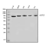 Anti-Apc5/ANAPC5 Antibody Picoband® Boster Bio