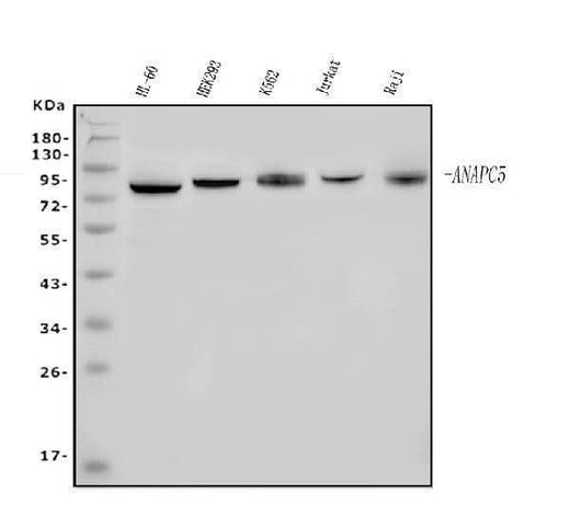 Anti-Apc5/ANAPC5 Antibody Picoband® Boster Bio