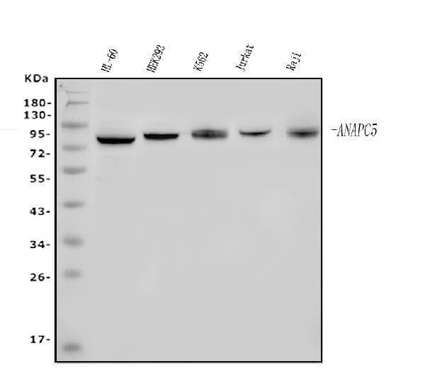 Anti-Apc5/ANAPC5 Antibody Picoband® Boster Bio