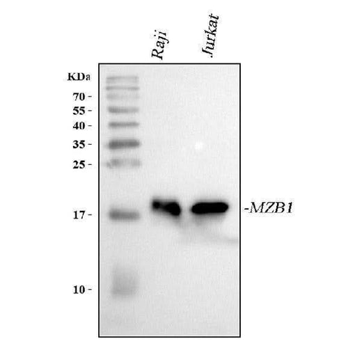 Anti-MZB1 Antibody Picoband® Boster Bio