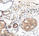 Anti-Granzyme M/GZMM Antibody Boster Bio
