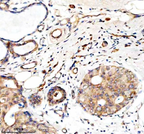 Anti-Granzyme M/GZMM Antibody Boster Bio