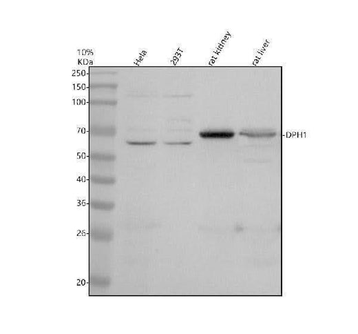 Anti-DPH1 Antibody Picoband® Boster Bio