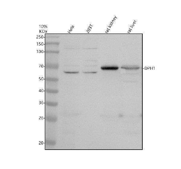 Anti-DPH1 Antibody Picoband® Boster Bio