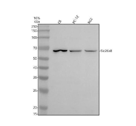 Anti-SLC26A8 Antibody Picoband® Boster Bio