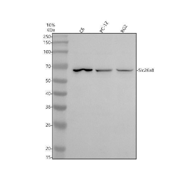 Anti-SLC26A8 Antibody Picoband® Boster Bio