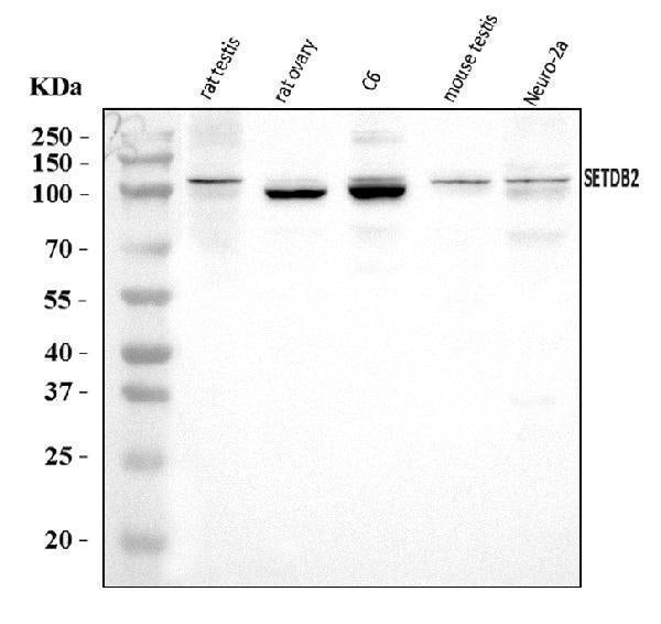 Anti-CLLD8/Setdb2 Antibody Picoband® Boster Bio