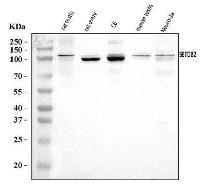 Anti-CLLD8/Setdb2 Antibody Picoband® Boster Bio