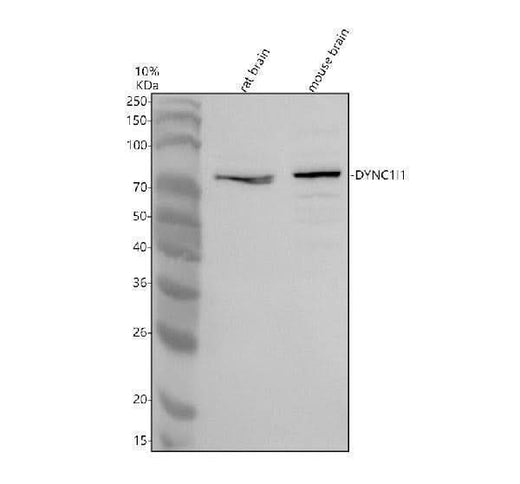 Anti-DYNC1I1 Antibody Picoband® Boster Bio