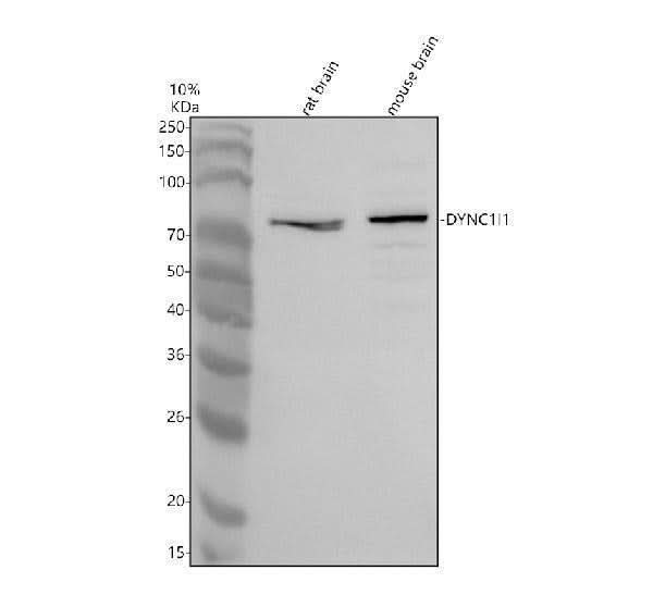 Anti-DYNC1I1 Antibody Picoband® Boster Bio