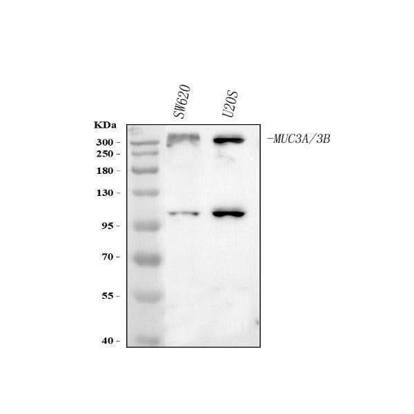 Anti-MUC3A/B Antibody Picoband® Boster Bio