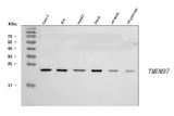 Anti-TMEM97 Antibody Picoband® Boster Bio