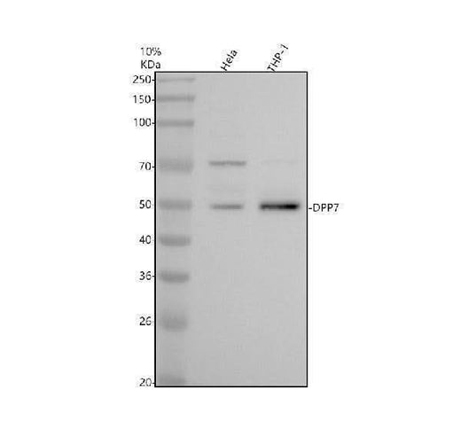 Anti-DPP7 Antibody Picoband® Boster Bio