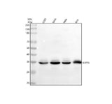 Anti-ARPIN Antibody Picoband® Boster Bio