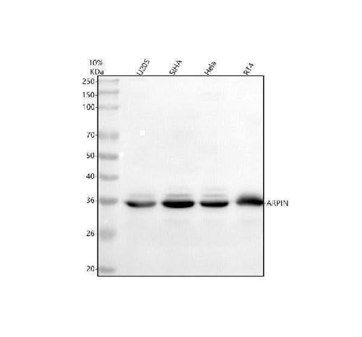 Anti-ARPIN Antibody Picoband® Boster Bio