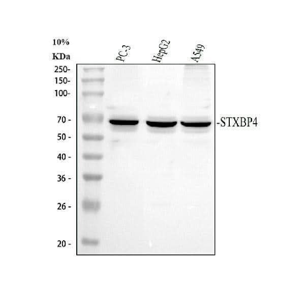 Anti-Synip/STXBP4 Antibody Picoband® Boster Bio