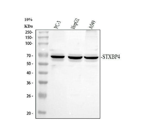Anti-Synip/STXBP4 Antibody Picoband® Boster Bio