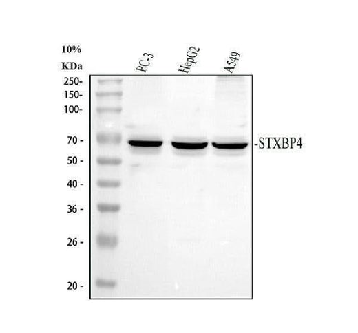 Anti-Synip/STXBP4 Antibody Picoband® Boster Bio