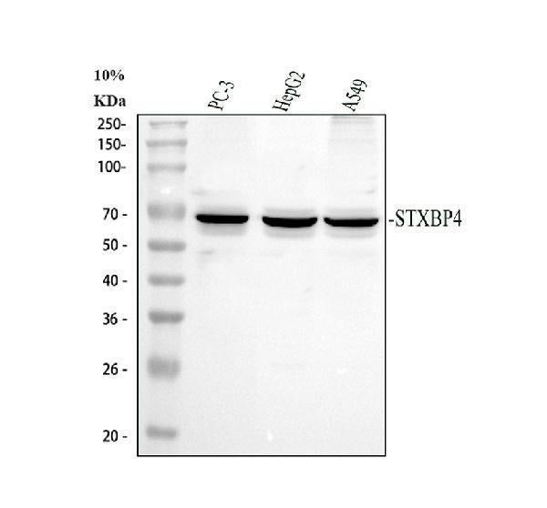 Anti-Synip/STXBP4 Antibody Picoband® Boster Bio