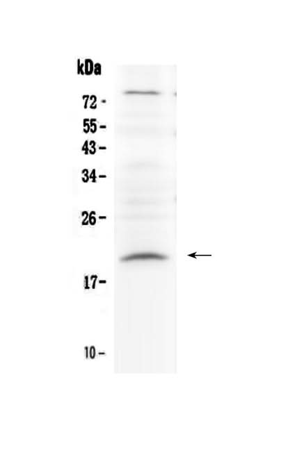 Anti-Relaxin 1/RLN1 Antibody Picoband® Boster Bio