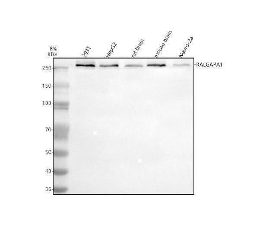 Anti-GARNL1/RALGAPA1 Antibody Picoband® Boster Bio