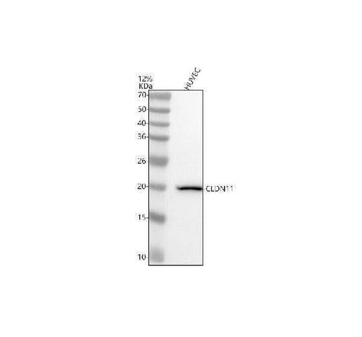 Anti-CLDN11 Antibody Picoband® Boster Bio