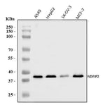 Anti-NDFIP2 Antibody Picoband® Boster Bio