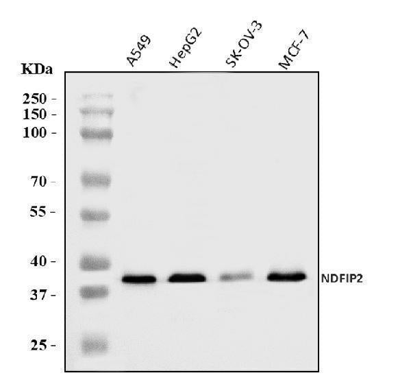 Anti-NDFIP2 Antibody Picoband® Boster Bio