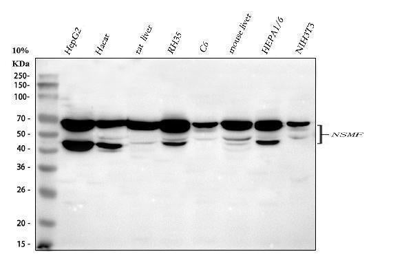 Anti-NELF/NSMF Antibody Picoband® Boster Bio