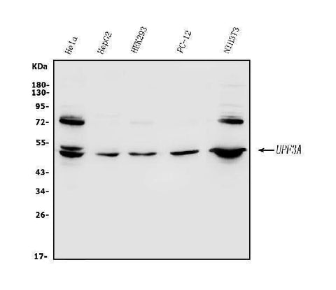 Anti-UPF3A Antibody Picoband® Boster Bio