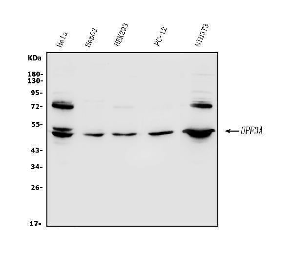 Anti-UPF3A Antibody Picoband® Boster Bio