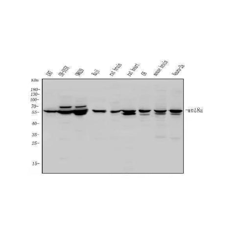 Anti-Wnt8a Antibody Picoband® Boster Bio