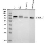 Anti-LYPD3 Antibody Picoband® Boster Bio