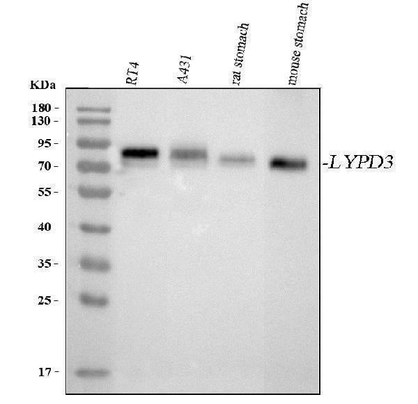 Anti-LYPD3 Antibody Picoband® Boster Bio