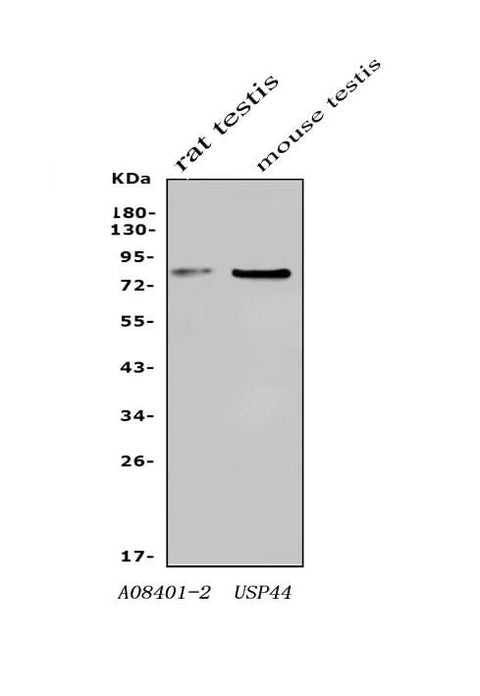 Anti-USP44 Antibody Picoband® Boster Bio