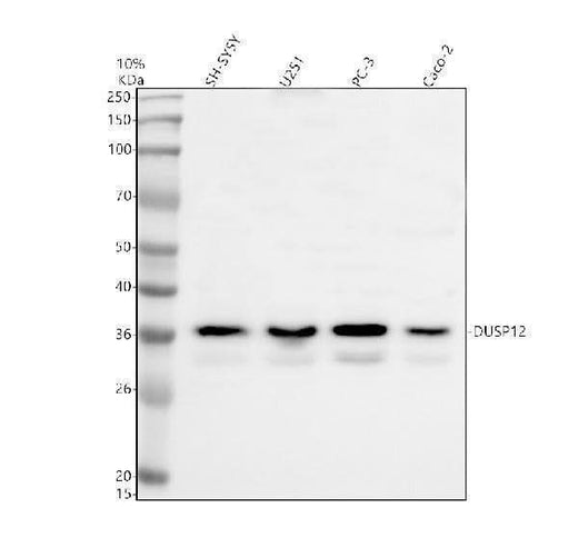 Anti-EIF3M Antibody Picoband® Boster Bio