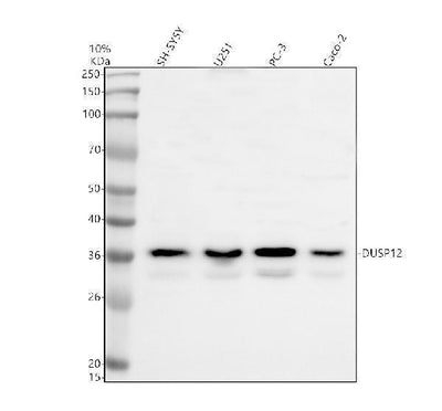 Anti-EIF3M Antibody Picoband® Boster Bio