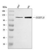 Anti-OSBPL8 Antibody Picoband® Boster Bio